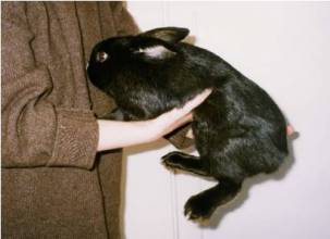 hold-bunny