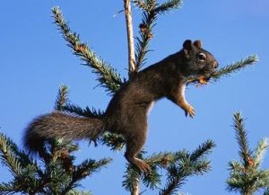 American-red-squirrel-searching-for-fir-cones-at-top-of-Douglas-fir-tree
