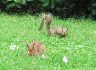bunny-squirrel-hanging-out-230037